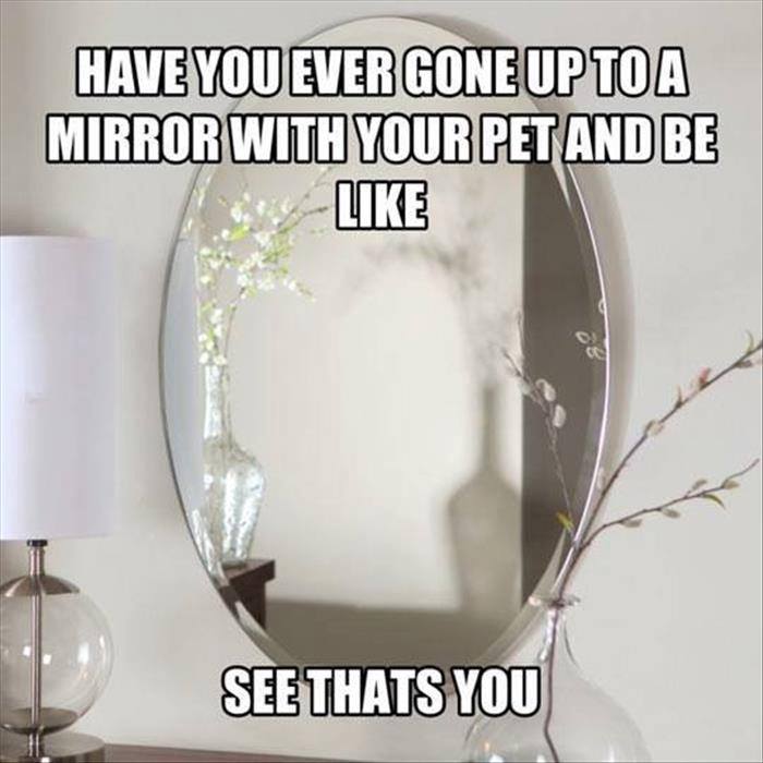 Why ever you go. Анекдоты про зеркало в картинках. животные т зеркало. you ever have broken mirror a ever fortune.