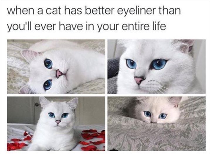 WHEN A CAT HAS BETTER EYELINER THAN YOULL EVER HAVE IN YOUR