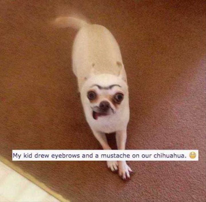 MY KID DREW EYEBROWS AND A MUSTACHE ON OUR CHIHUAHUA